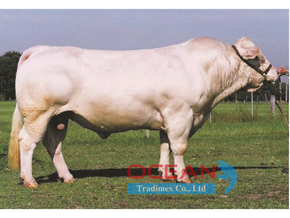 Tên đực giống: ARTABAN P